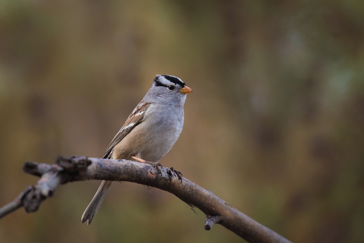 White-crowned Sparrow - Adam Jackson