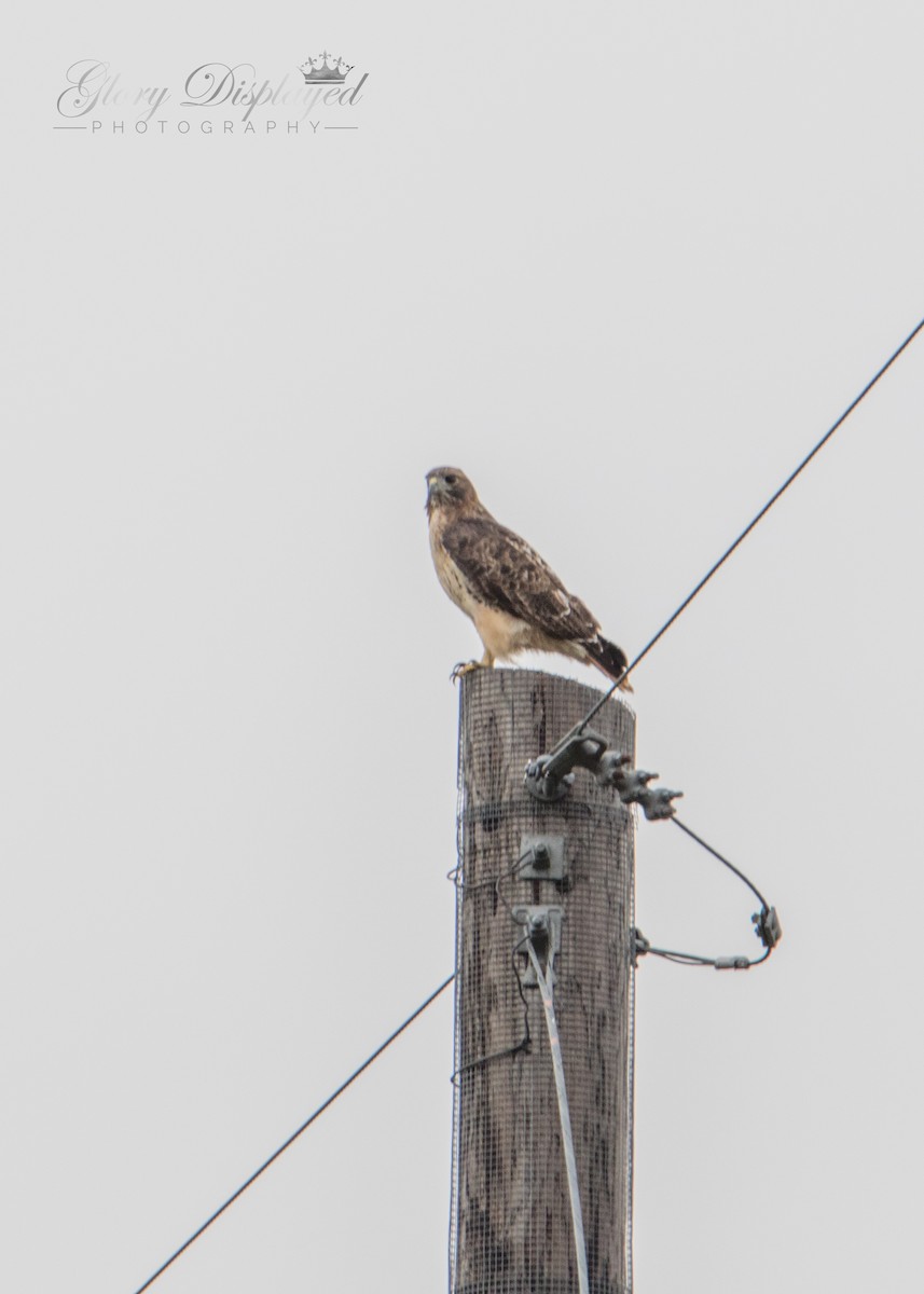 Red-tailed Hawk - ML375331961