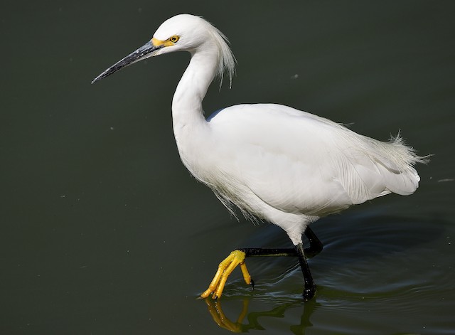 Snowy Egret
