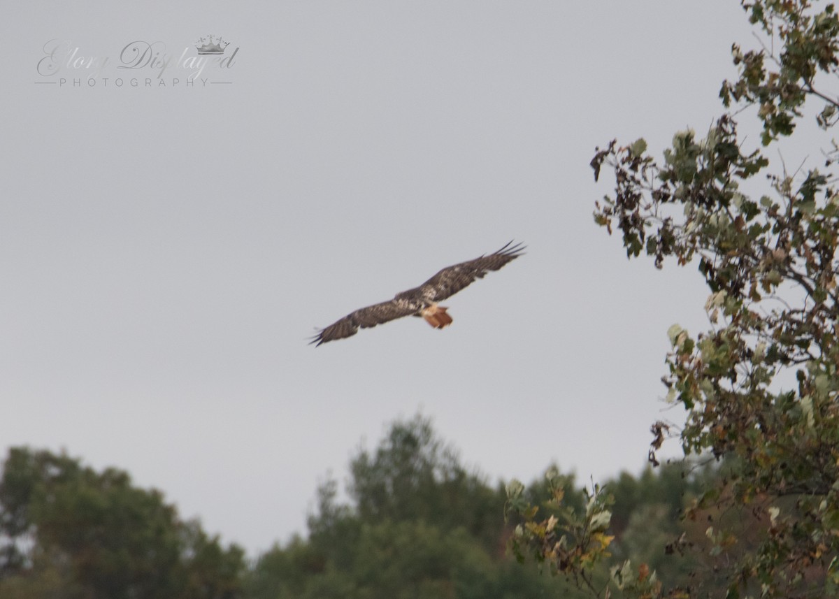 Red-tailed Hawk - ML375337291