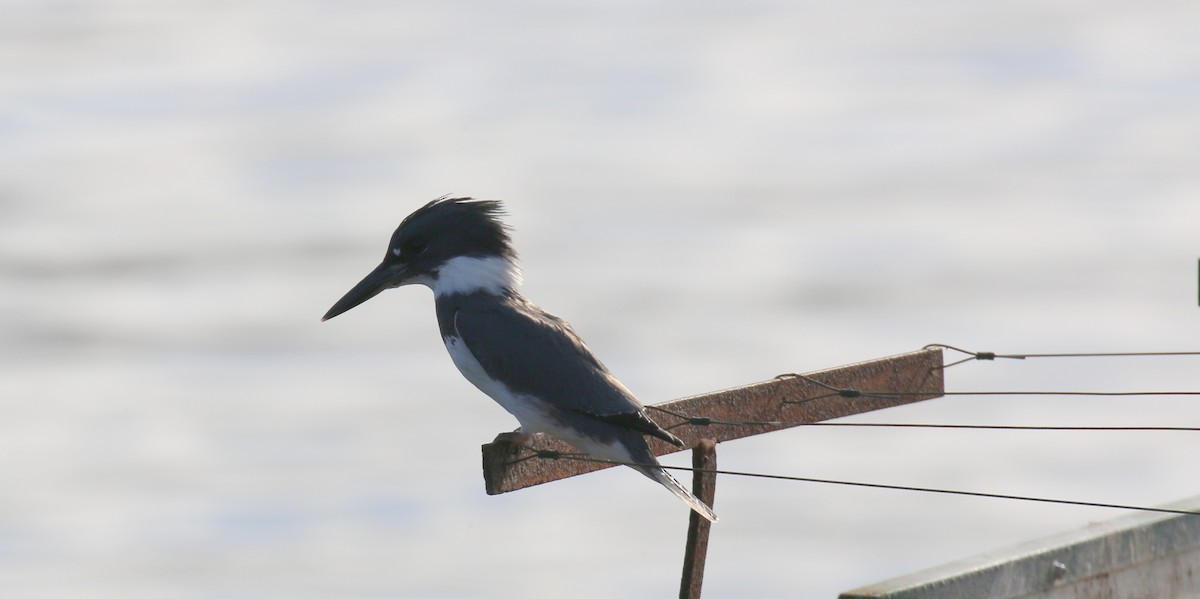 Belted Kingfisher - David Carr