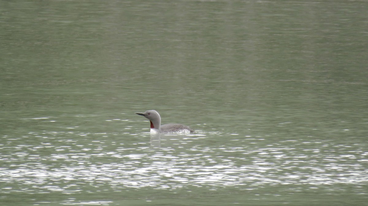 Red-throated Loon - ML37534591