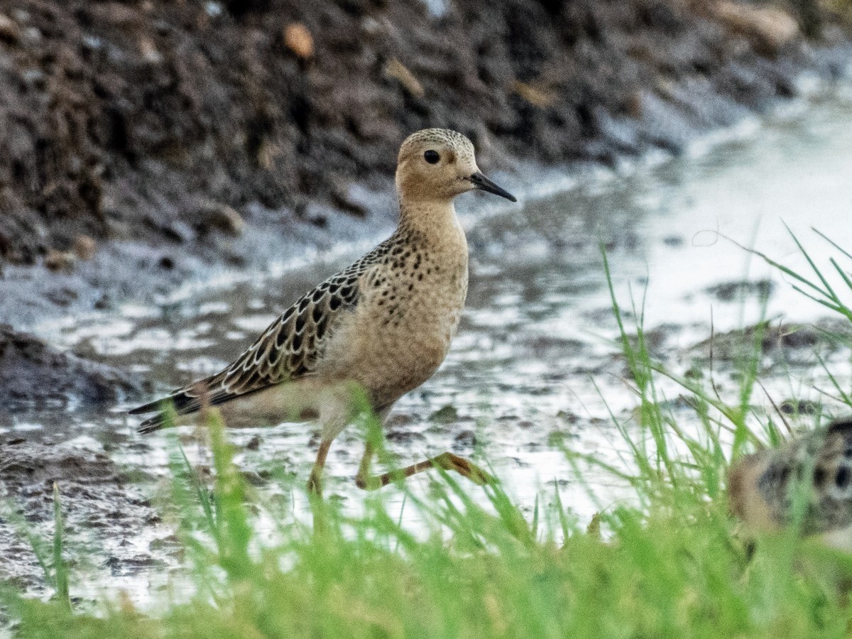 Buff-breasted Sandpiper - Esther M Key