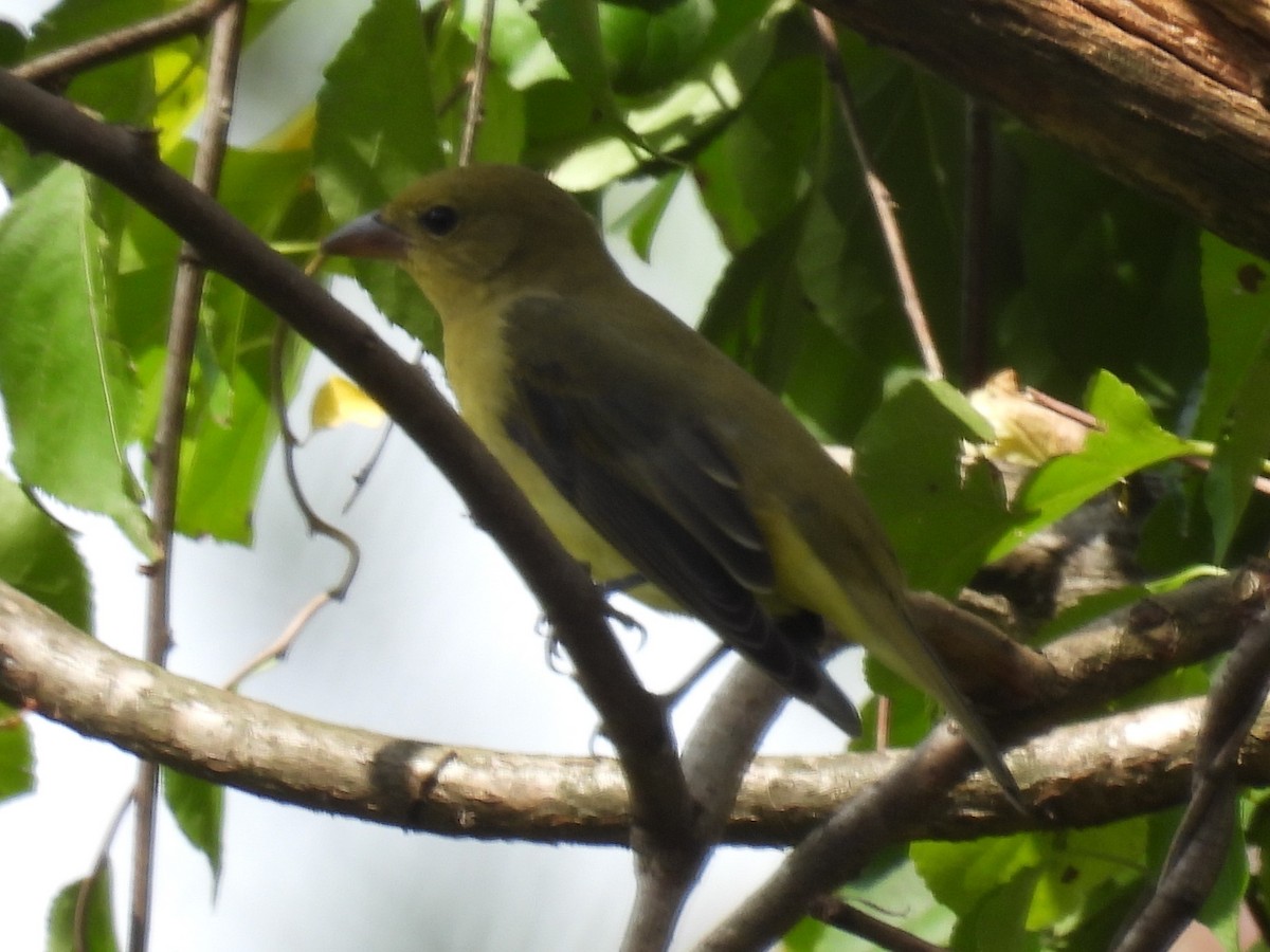 Scarlet Tanager - ML375359711