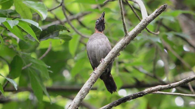  - Mayan Antthrush