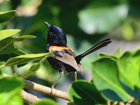 Superb Fairywren - Malurus cyaneus - Birds of the World