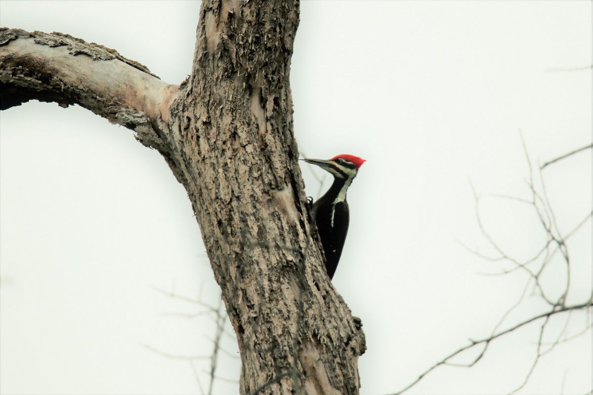 Pileated Woodpecker - ML375372491