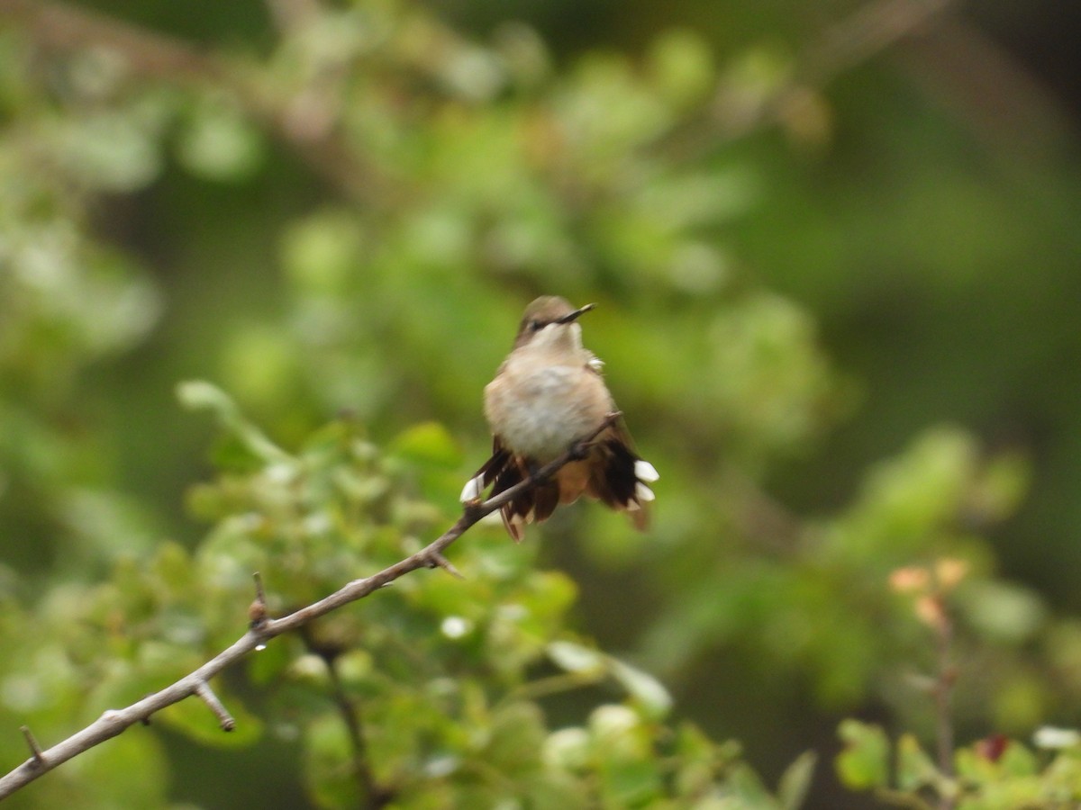 Ruby-throated Hummingbird - Ignacio Torres-García