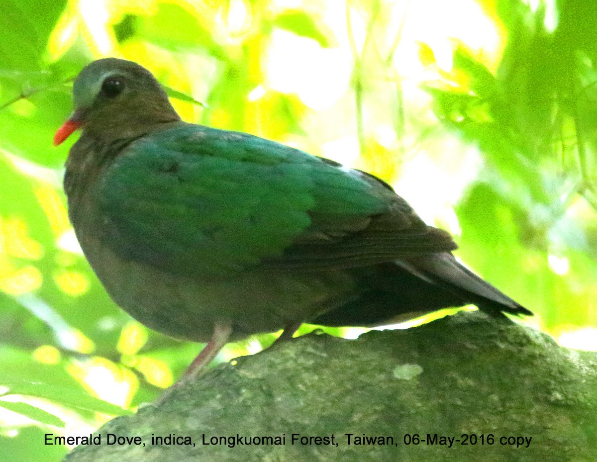 Asian Emerald Dove - ML37538491