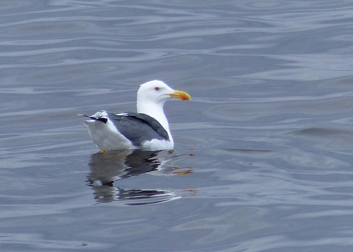 Yellow-footed Gull - ML37538661