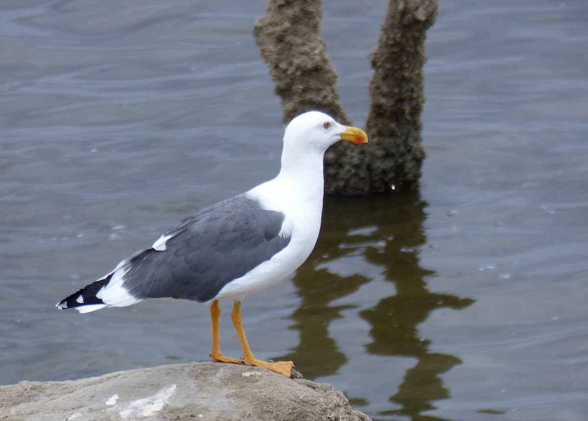 Yellow-footed Gull - ML37538721