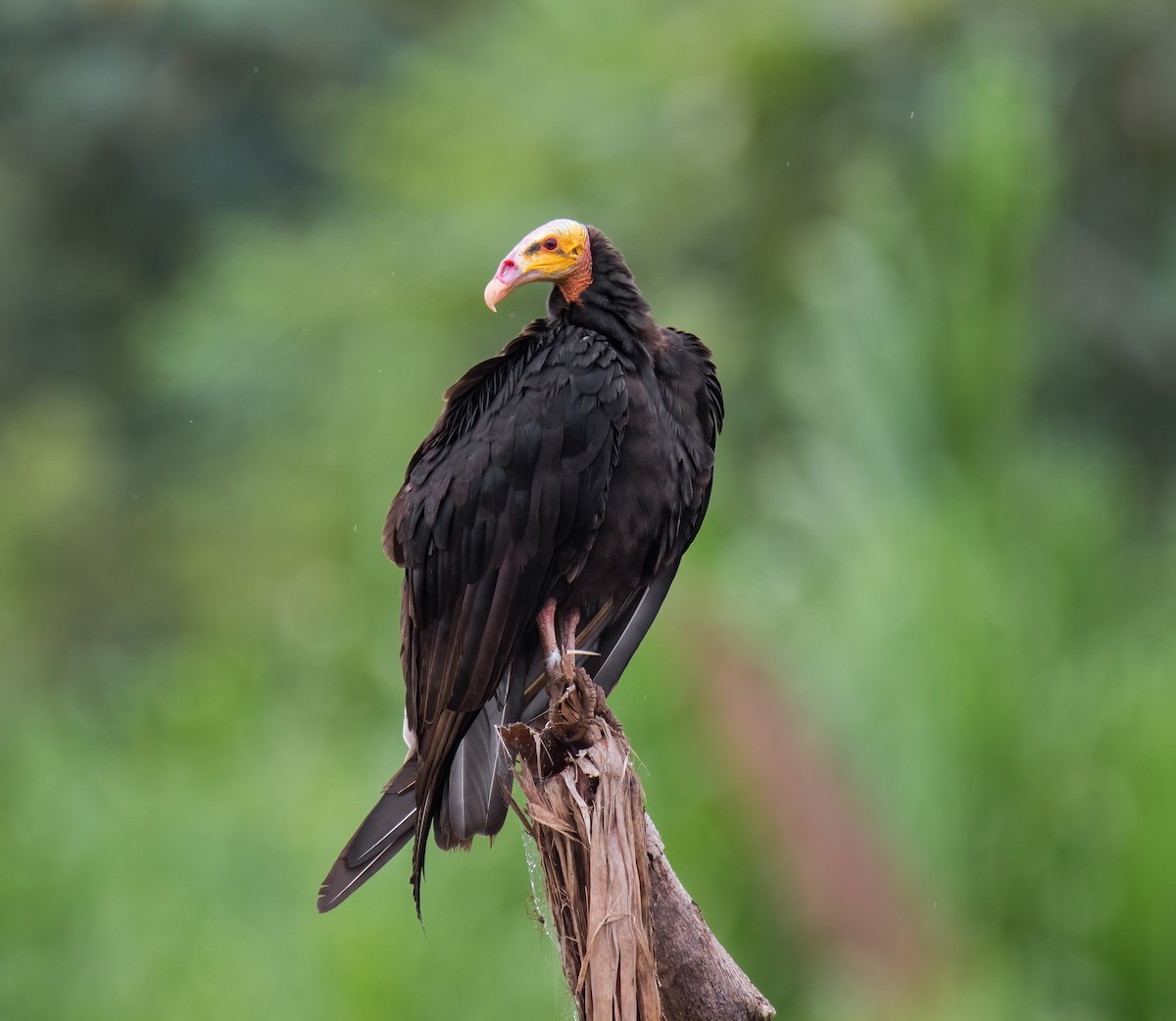 Lesser Yellow-headed Vulture - ML375394361