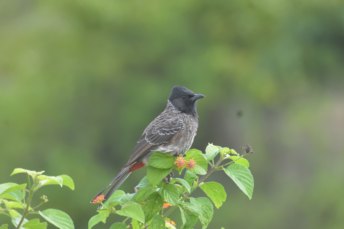 Red-vented Bulbul - ML375395551