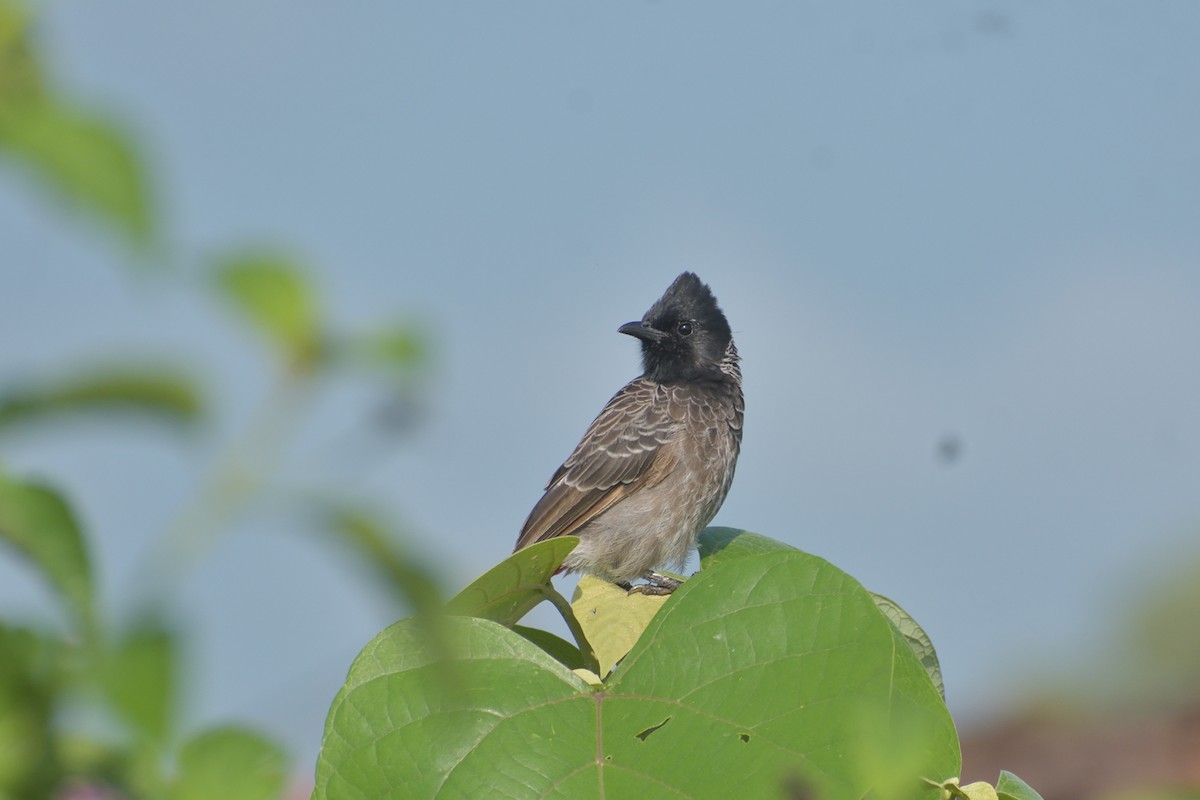 Red-vented Bulbul - ML375396821