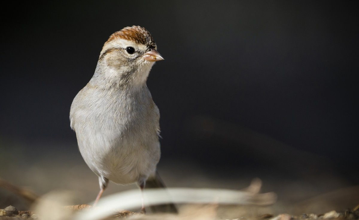 Chipping Sparrow - ML375398081