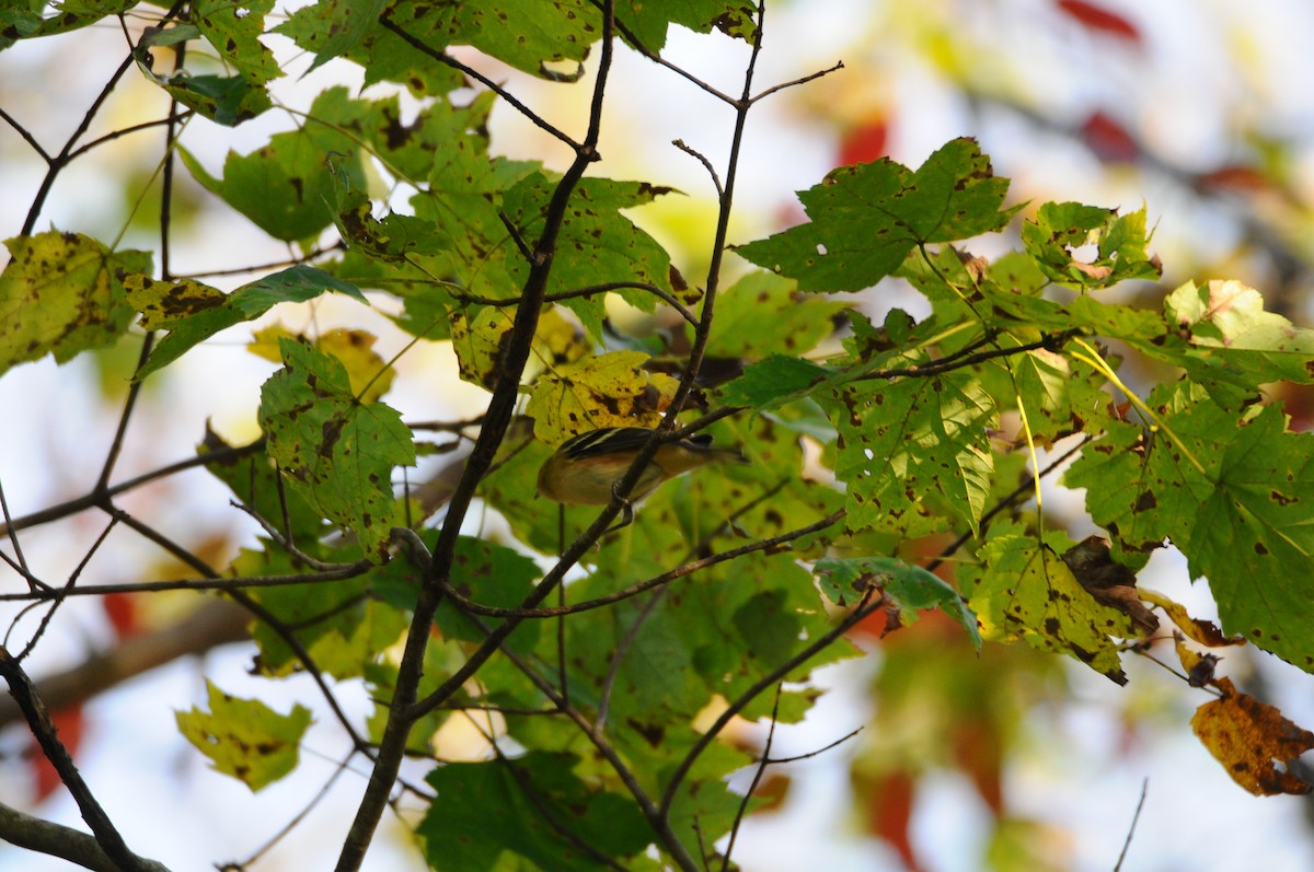 Bay-breasted Warbler - Lori  McCollister