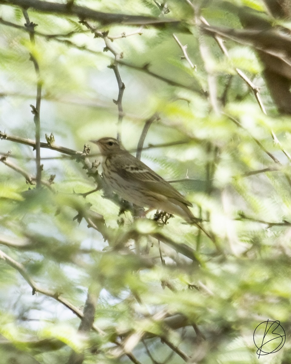 Olive-backed Pipit - ML375400681