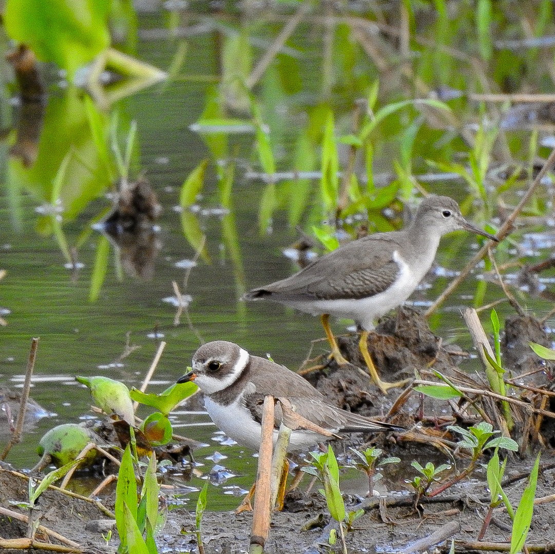 Semipalmated Plover - Fabian Torres