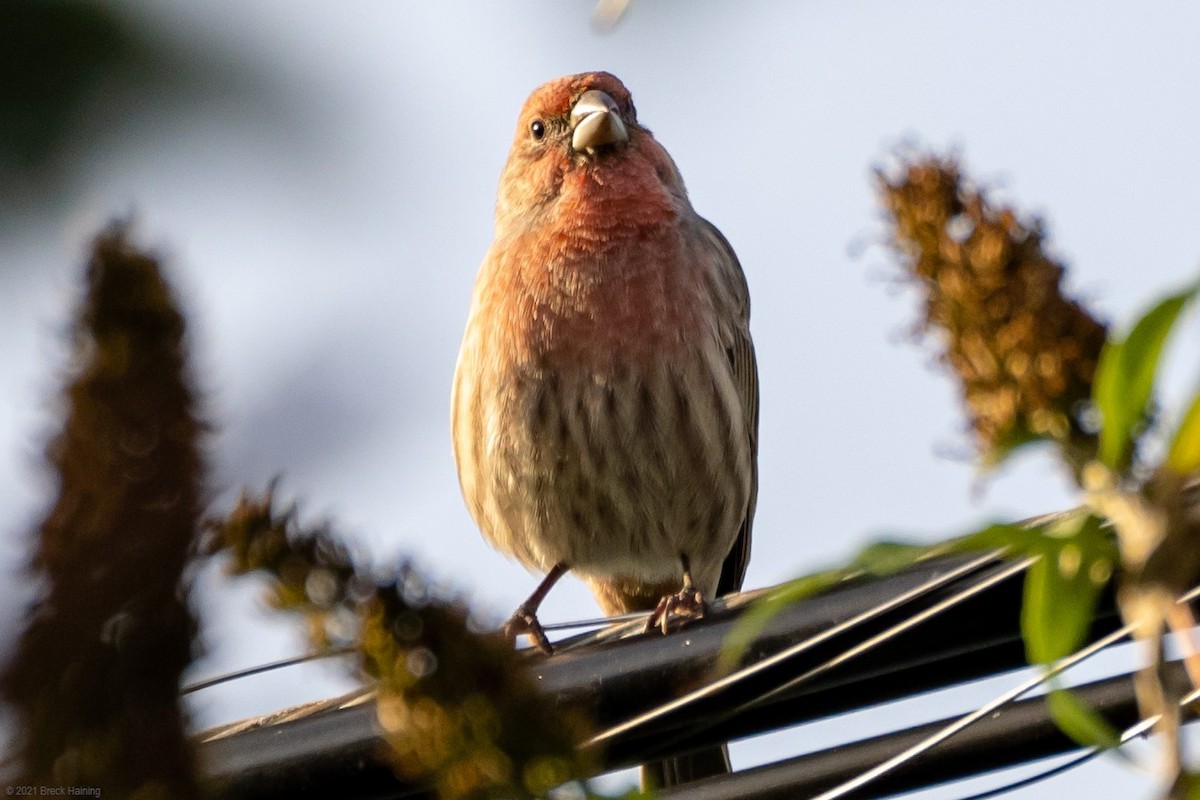 House Finch - Breck Haining