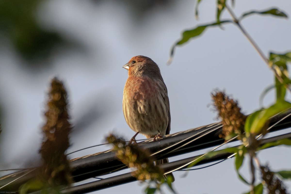 House Finch - Breck Haining