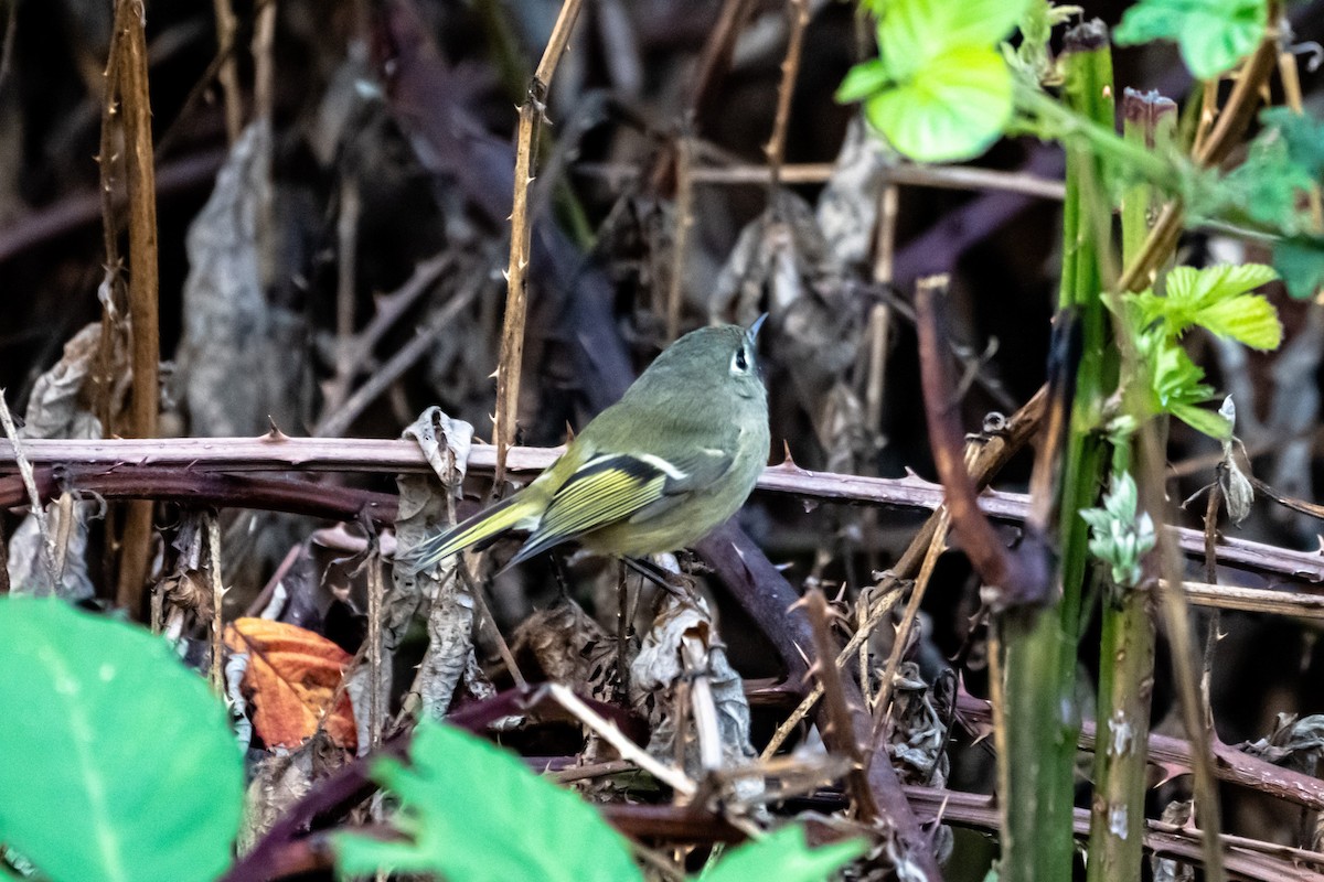 Ruby-crowned Kinglet - Breck Haining
