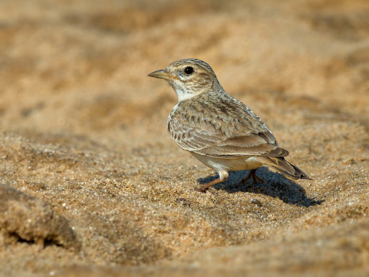 Sand Lark - Alaudala raytal - Birds of the World