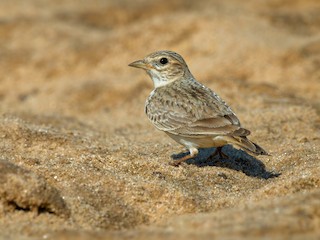  - Sand Lark