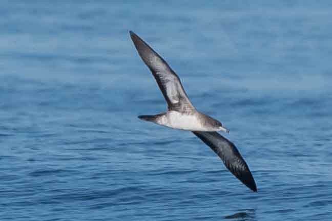 Pink-footed Shearwater - ML375409801