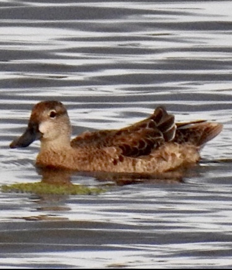 Blue-winged Teal - ML375413131