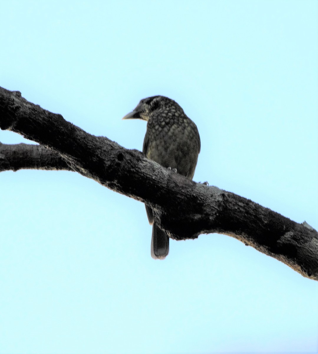 Black-eared Catbird - ML375413421