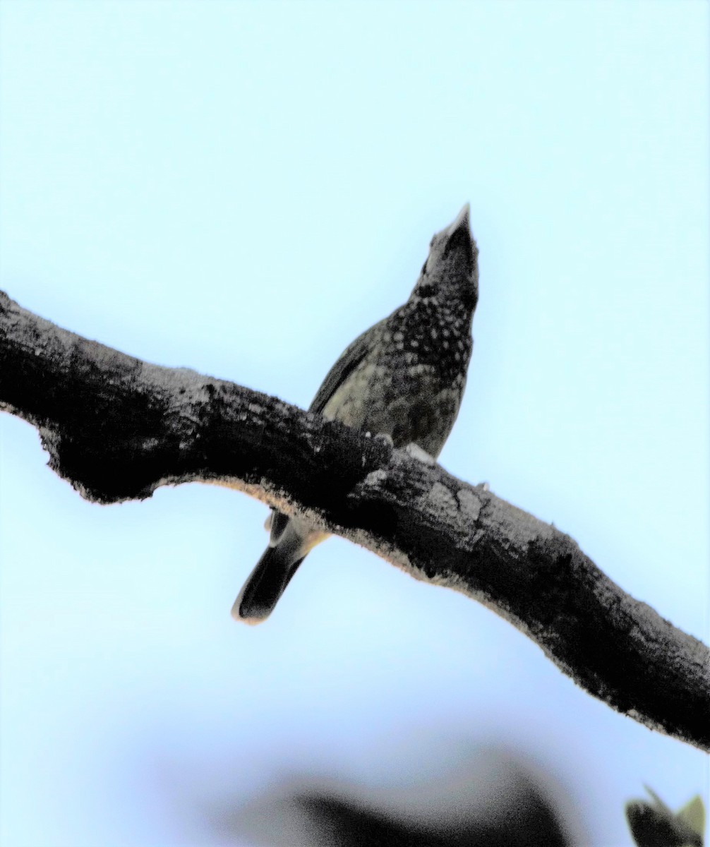 Black-eared Catbird - ML375413431