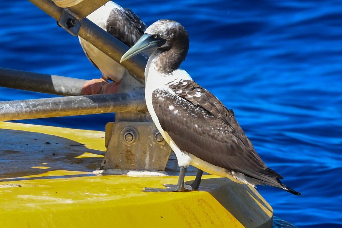 Masked Booby - ML375413531