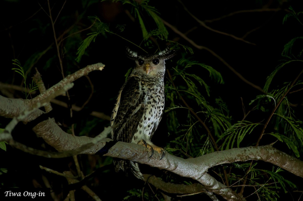 Spot-bellied Eagle-Owl - Tiwa Ong-in