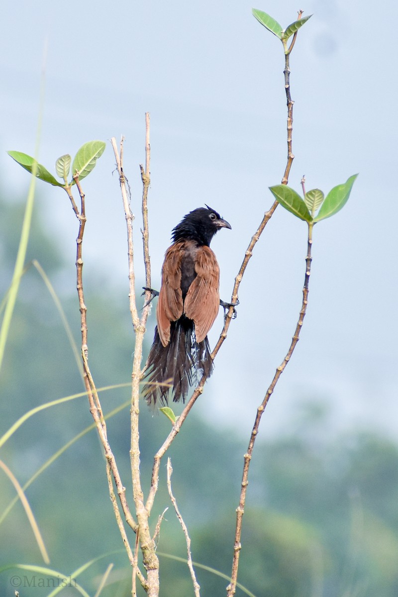 Lesser Coucal - Manish Kumar Chattopadhyay