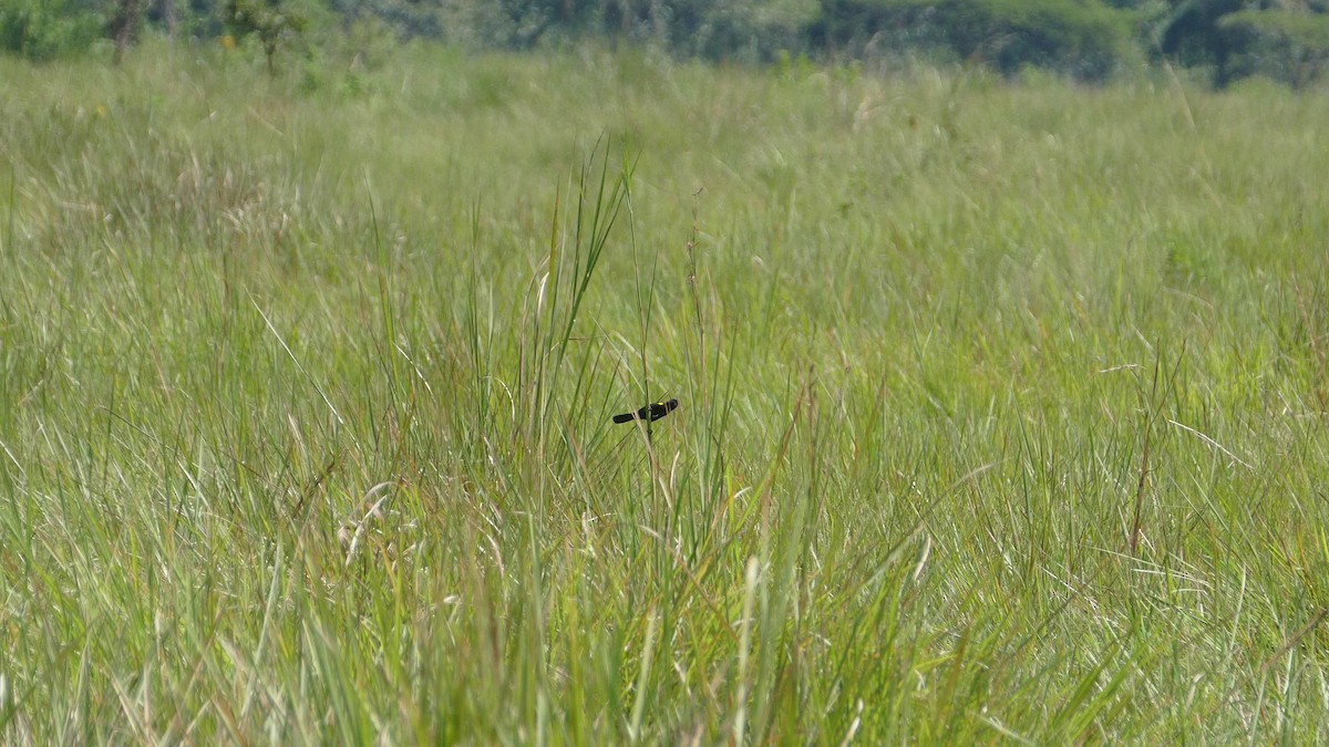 Yellow-mantled Widowbird (Yellow-shouldered) - Randall Siebert