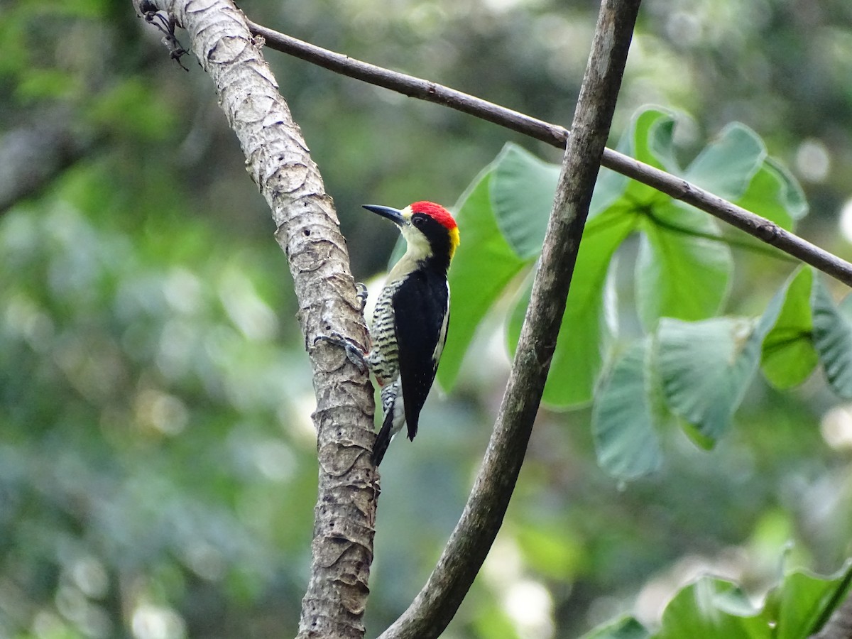 Beautiful Woodpecker - Bernardo José Jiménez Mejía