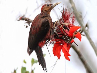  - Okinawa Woodpecker