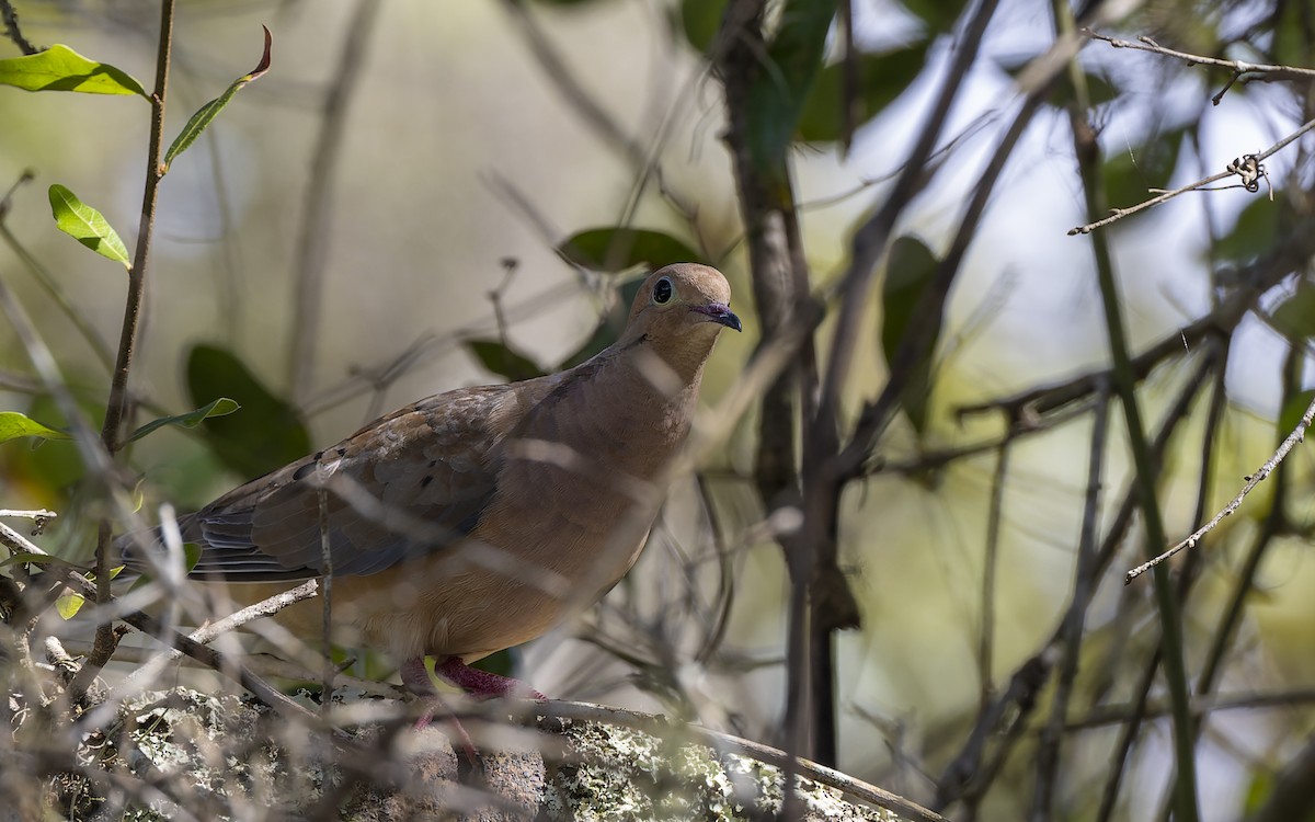 Mourning Dove - Gary Leavens