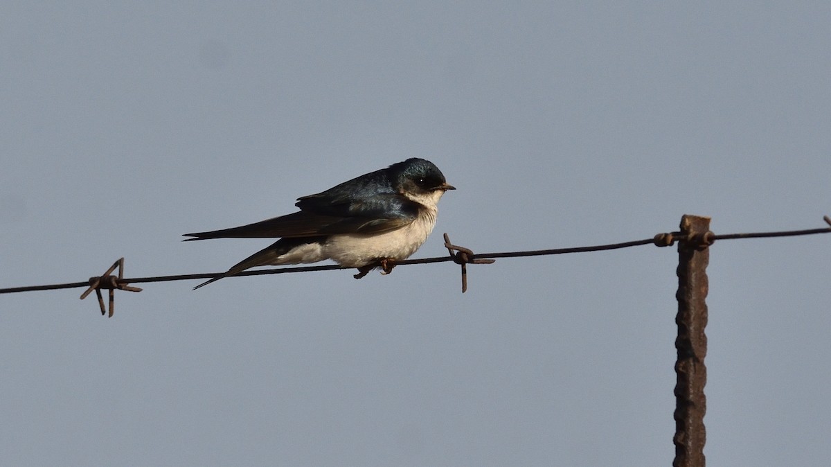 Pearl-breasted Swallow - Clayton Burne