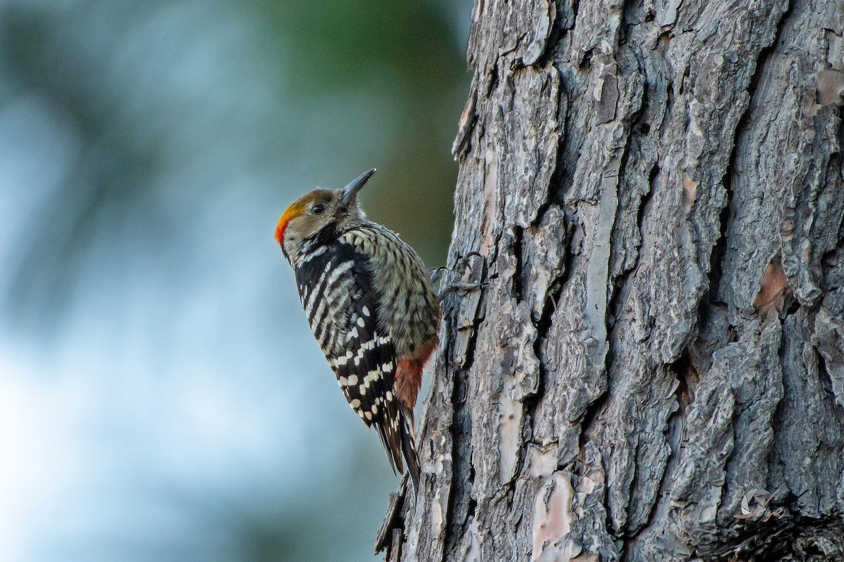 Brown-fronted Woodpecker - ML375448761