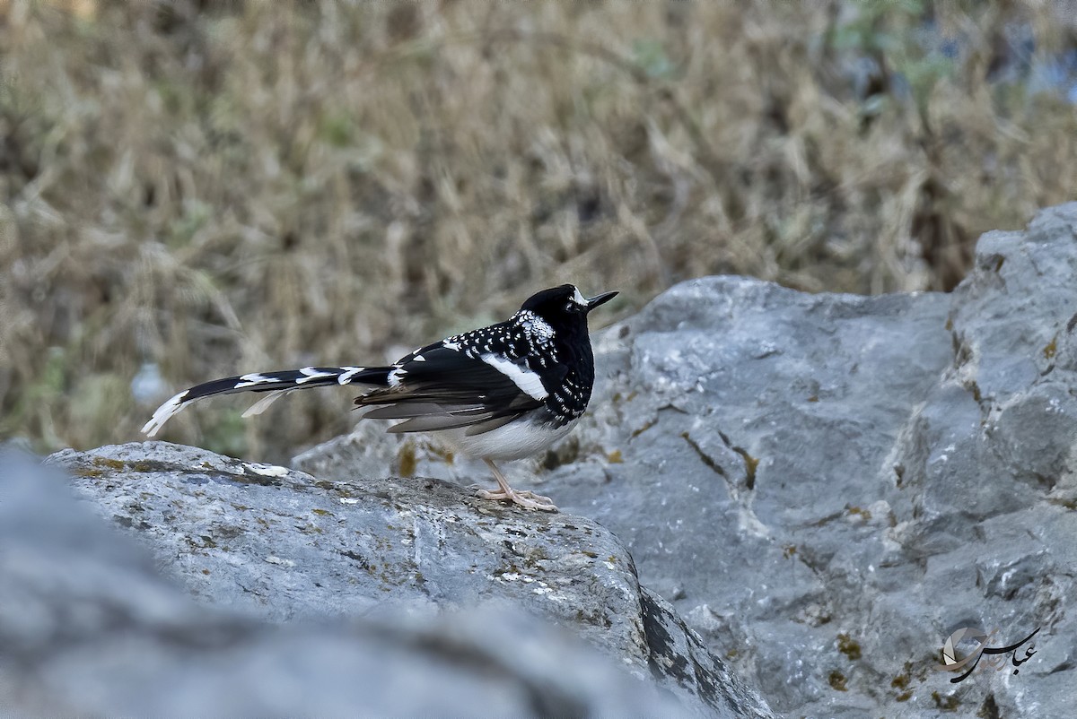 Spotted Forktail - ML375449061