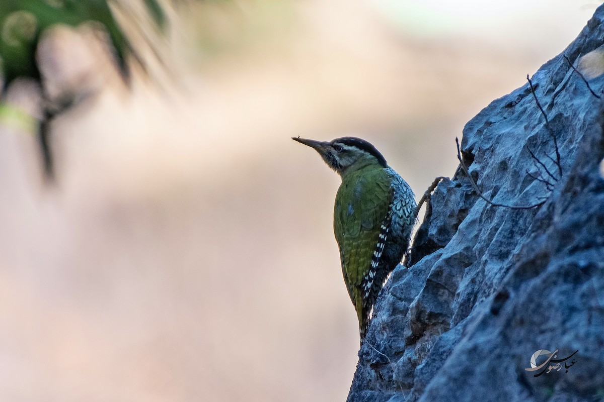 Scaly-bellied Woodpecker - Abbas Rizvi