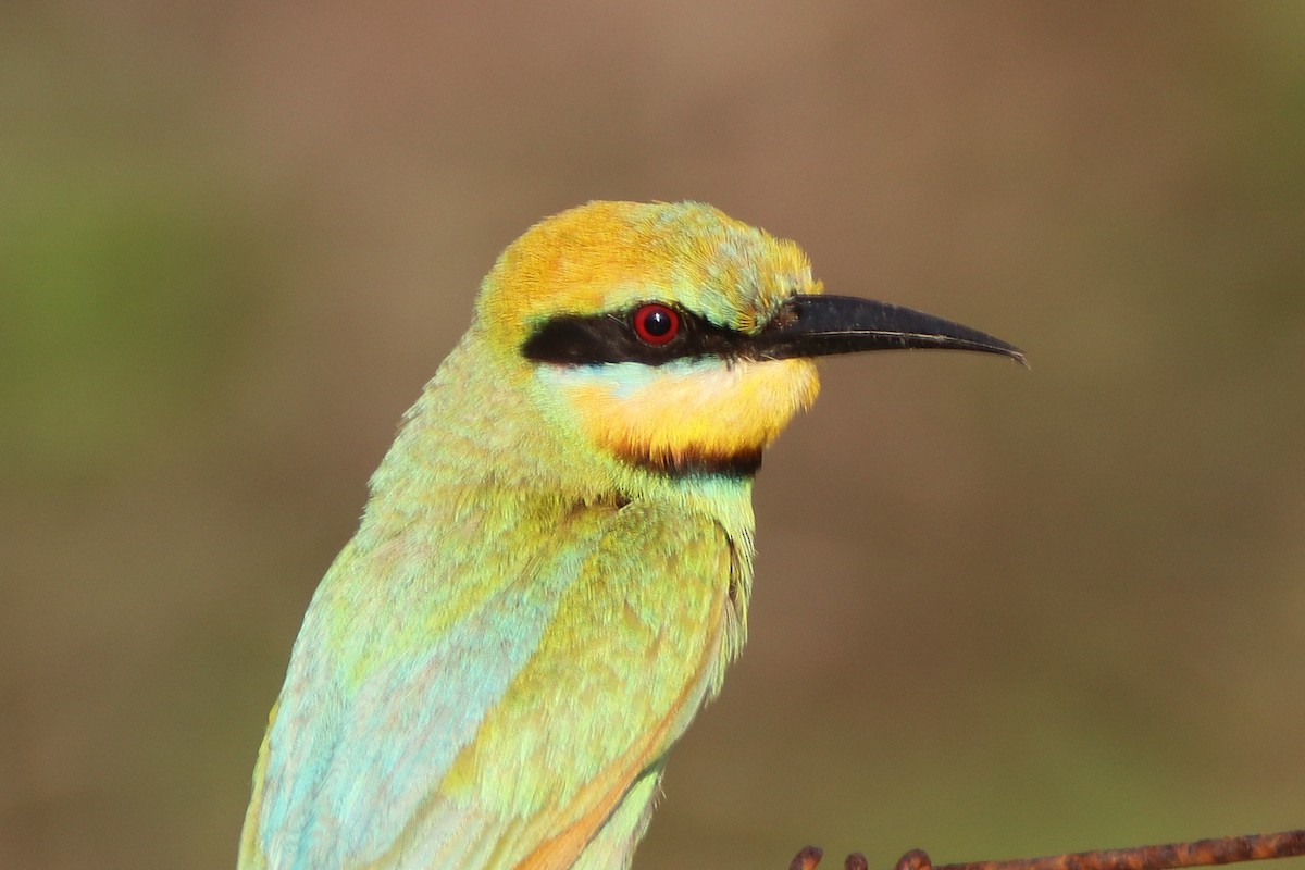 Rainbow Bee-eater - ML375449631
