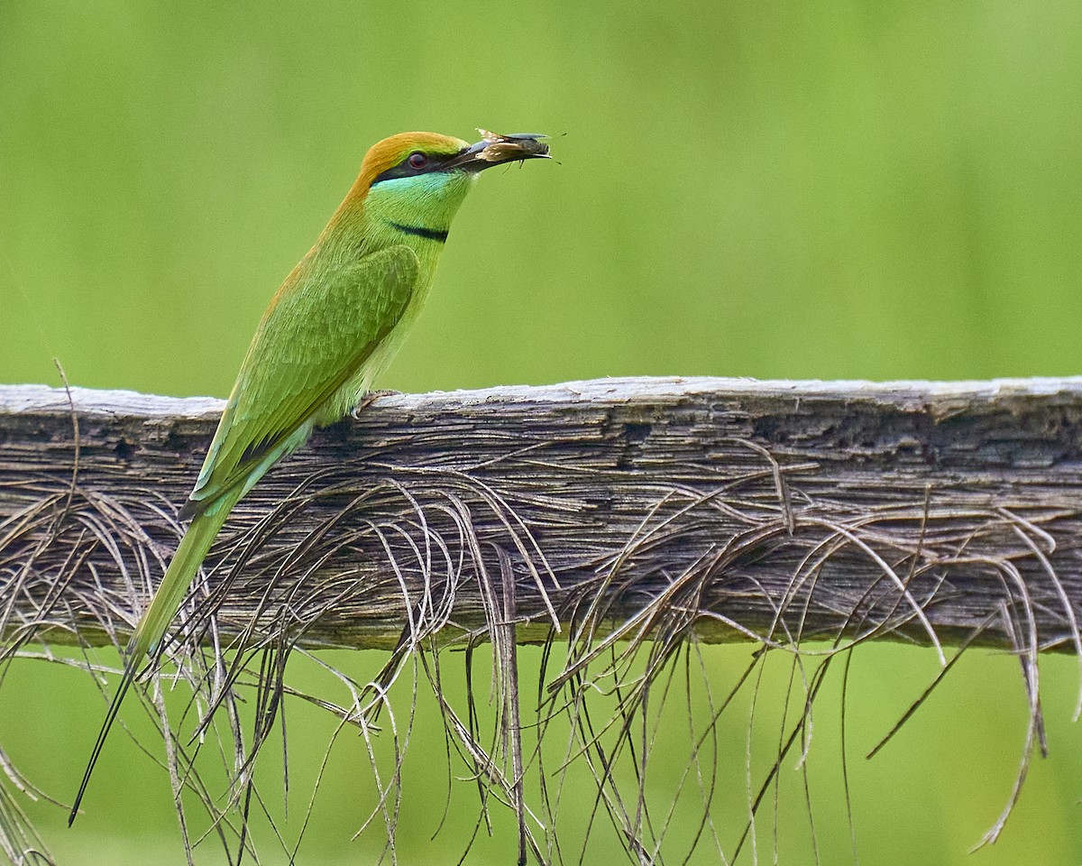 Asian Green Bee-eater - ML375455471
