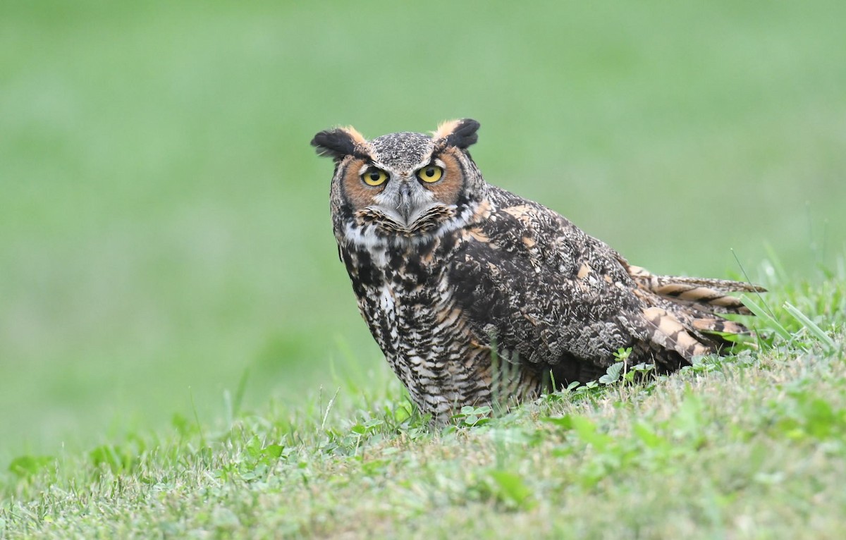 Great Horned Owl - ML375455591