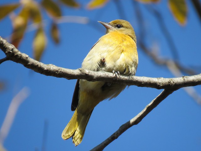 2 Types of Orioles Found in Pennsylvania! – Nature Blog Network