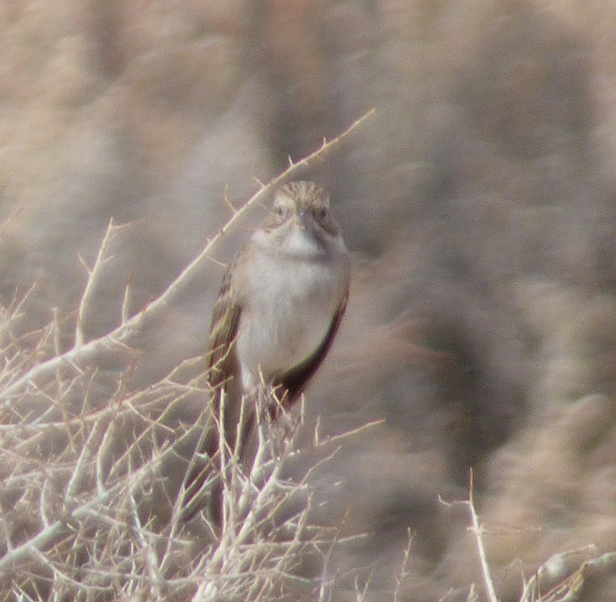 Chipping Sparrow - William Moramarco