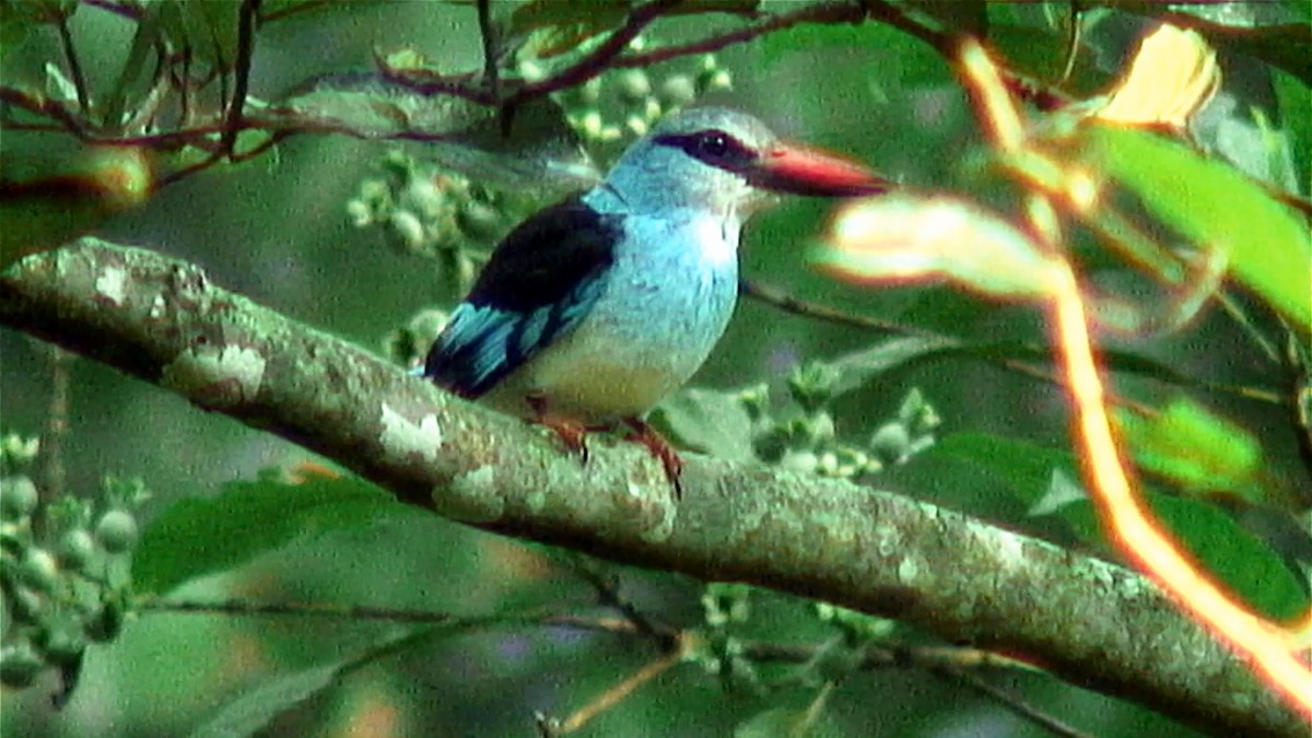 Blue-breasted Kingfisher - ML375465311