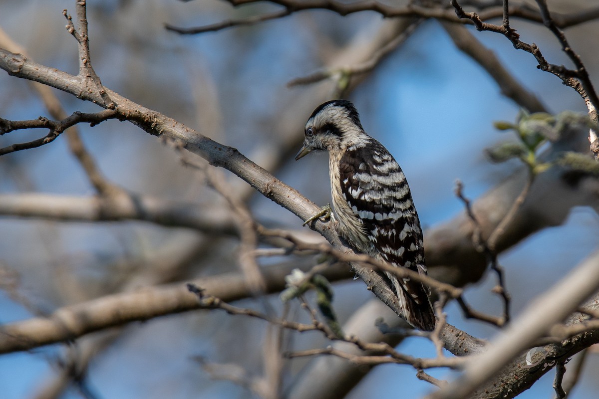 Gray-capped Pygmy Woodpecker - ML375466311