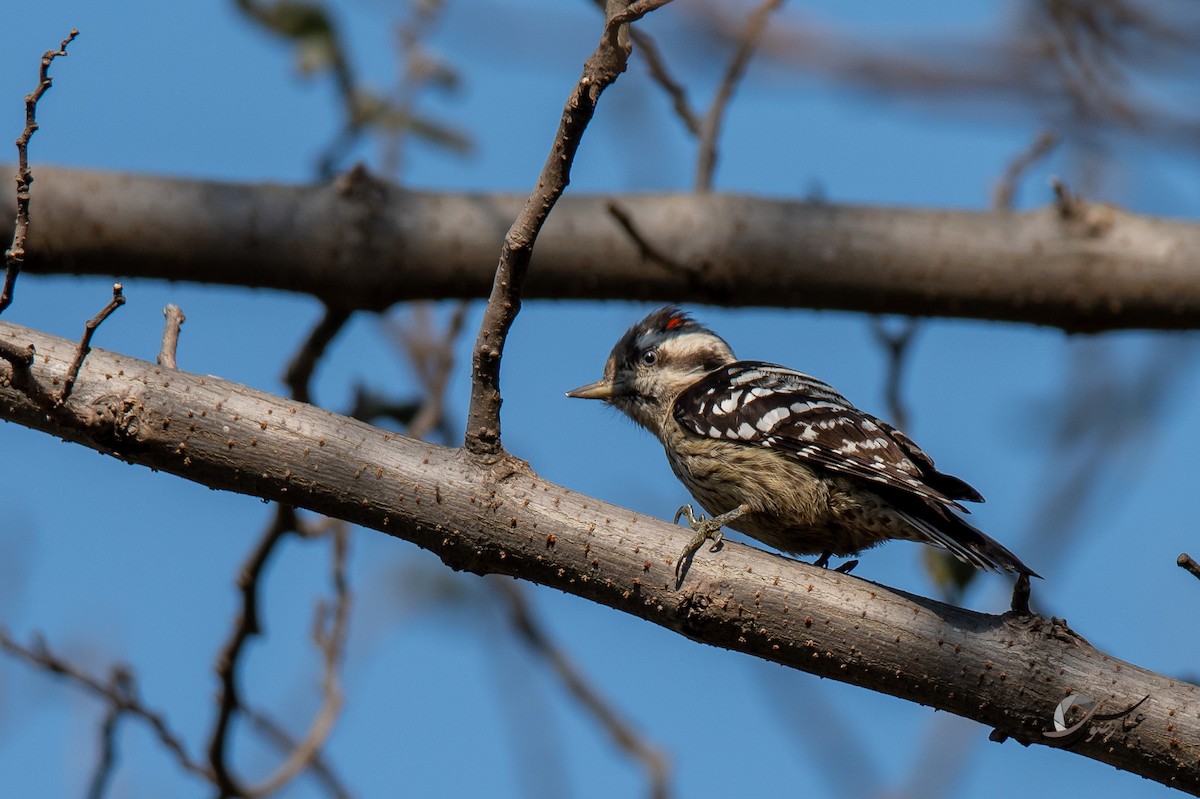 Gray-capped Pygmy Woodpecker - ML375466321